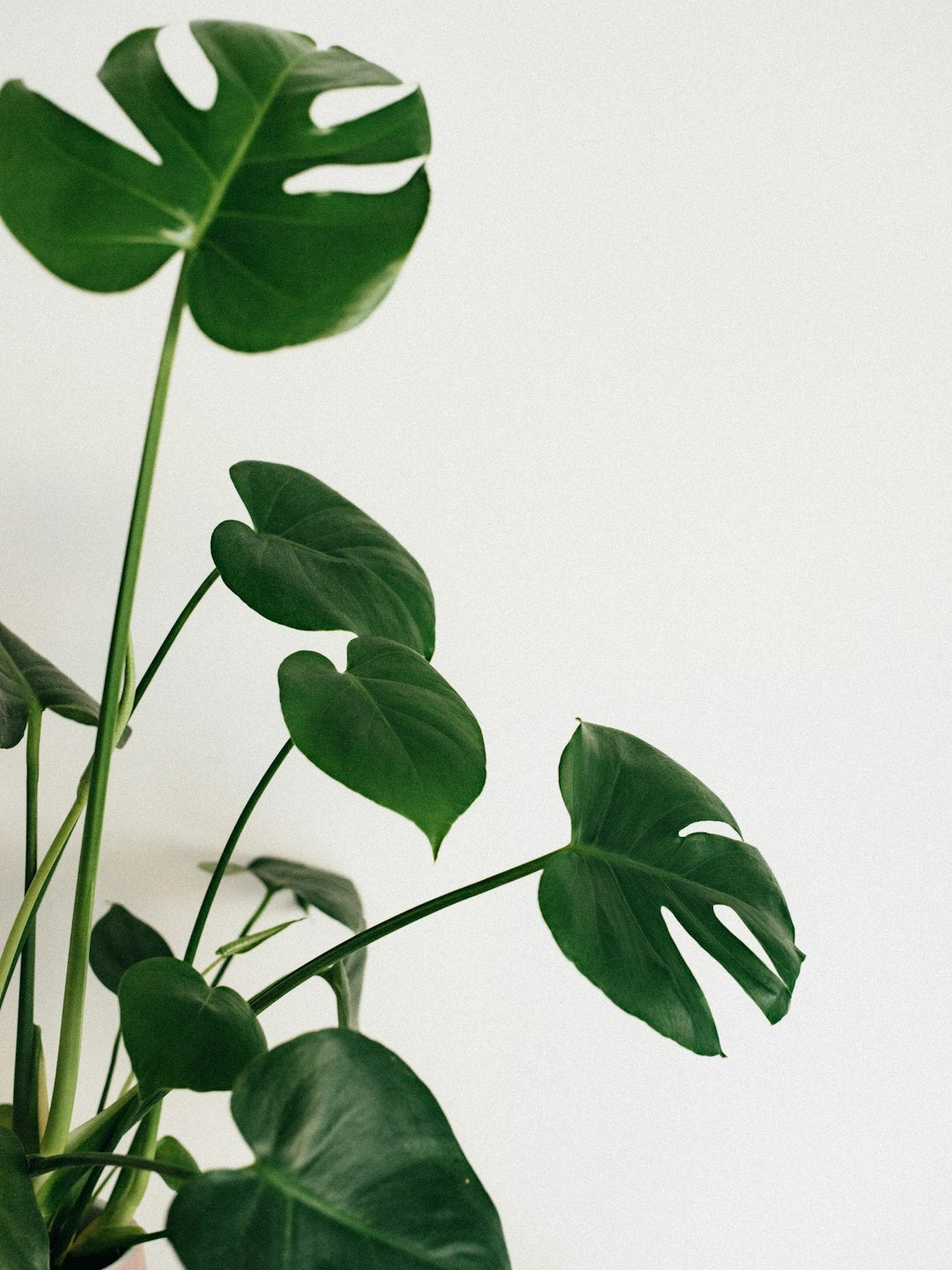 Embrace Nature: Transform Your Home with Houseplants