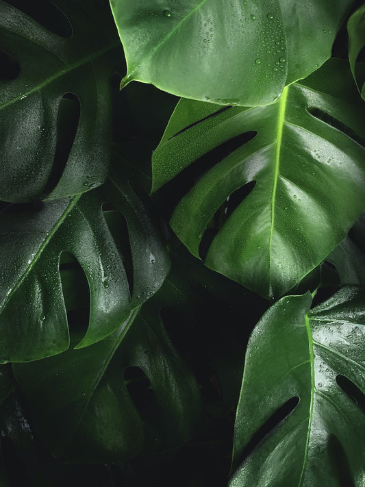 Incorporating Plants into Your Home Decor: A Breath of Fresh Air