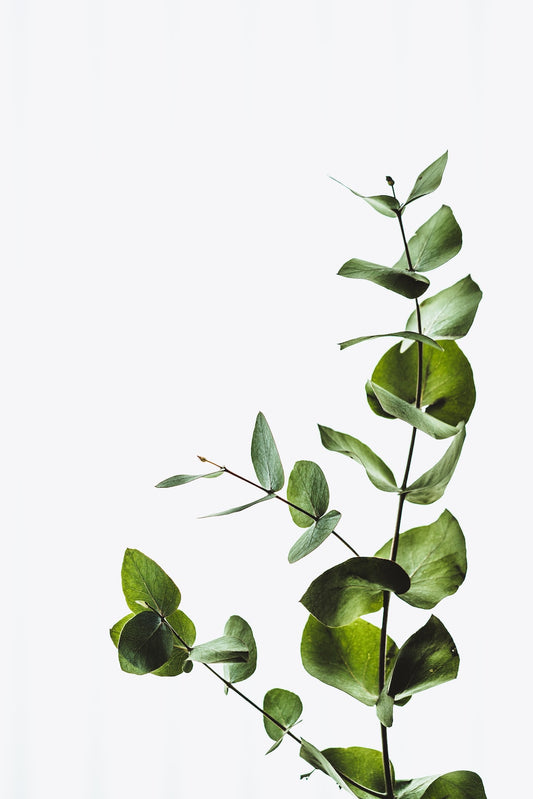 Bringing Nature Indoors: The Art of Incorporating Plants into Your Home Decor