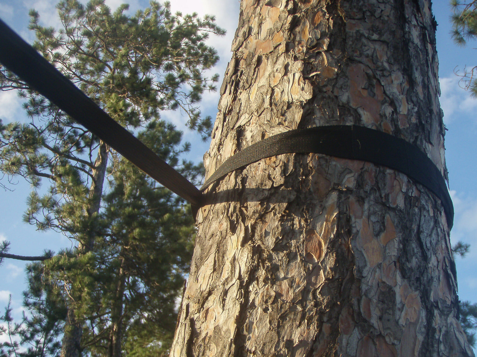 Pair of Tree Straps in Black